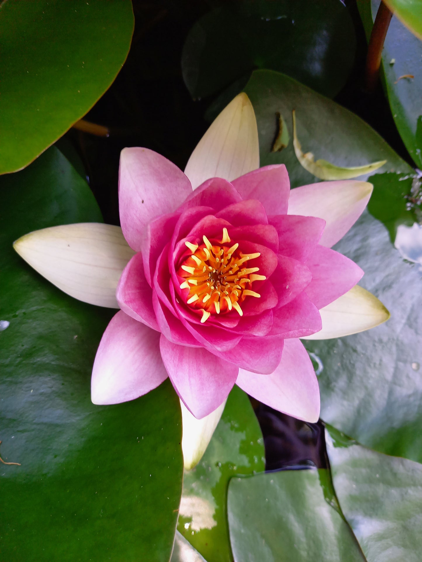 25 Bilder von Blumen