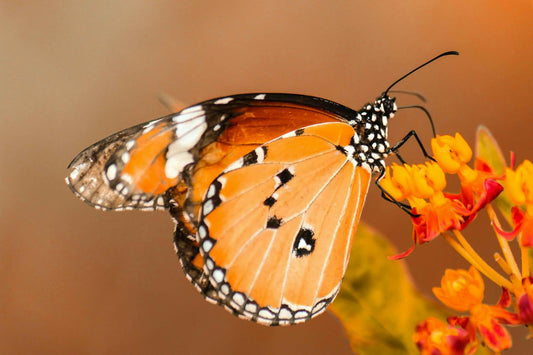 vlinder op bloem als soulcollage afbeelding met betekenis transformatie lichtheid en verandering