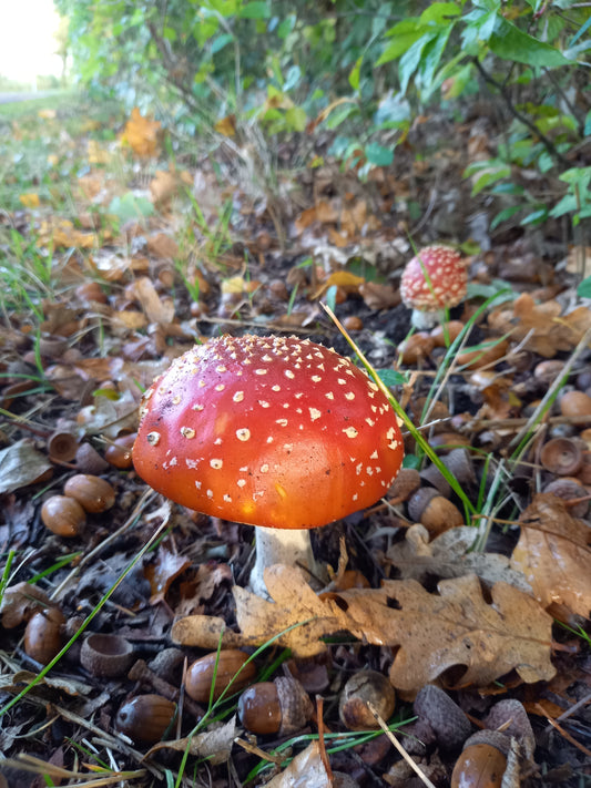 A mix package of various images  