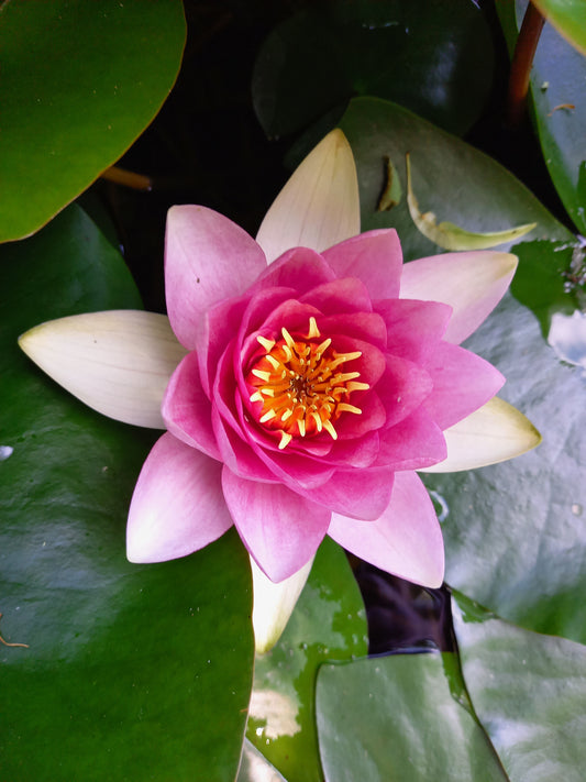 25 Bilder von Blumen