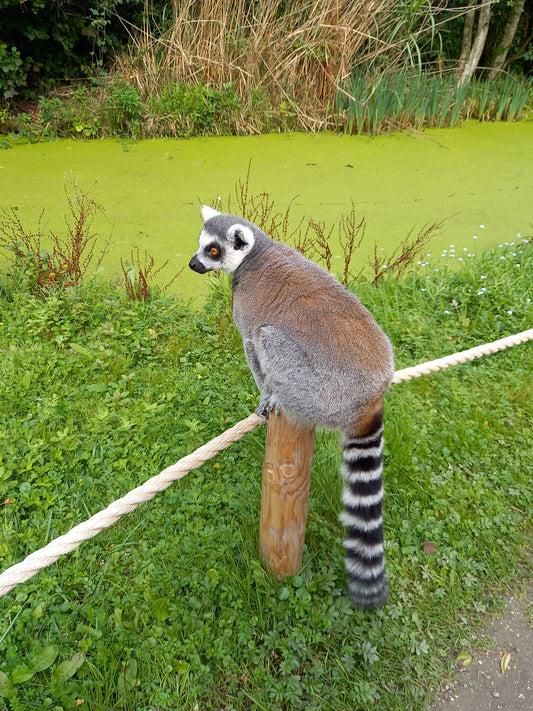 SoulCollage® afbeeldingen dieren