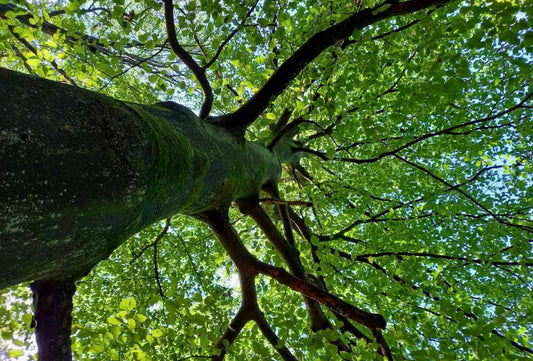 boom van onderaf gezien met groen bladerdak als collage afbeelding met betekenis groei verbinding en perspectief