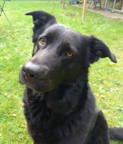 Zwarte hond als beeldmateriaal voor collages over loyaliteit, instinct en beschermende energie