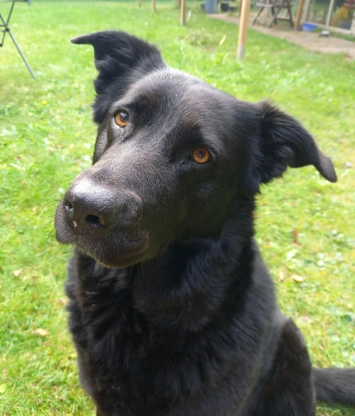 Schwarzer Hund als Bildmaterial für Collagen über Loyalität, Instinkt und schützende Energie