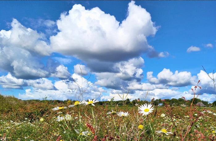 Blumenfeld mit Wolkenhimmel als Collage-Bild für SoulCollage®-Karten zum Thema Freiheit und Wachstum