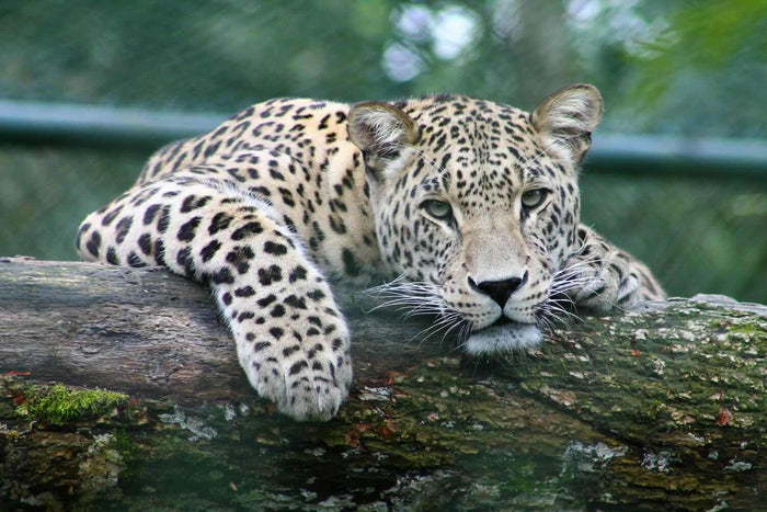 Leopard auf Ast liegend als Soulcollage-Bild mit der Bedeutung Kraft, Fokus und Konzentration