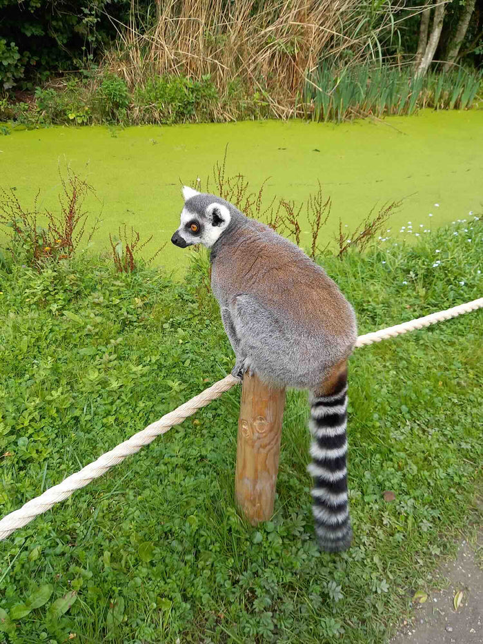 Katta auf einem Pfahl sitzend als Soulcollage-Bild mit der Bedeutung Balance, Verspieltheit und Wachsamkeit