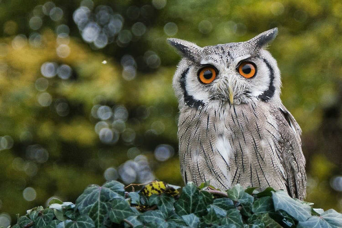 Eule, die in die Kamera schaut, als Collagebild für kreative Therapie mit der Bedeutung Weisheit, Intuition und Wahrnehmung