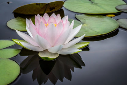 Lotusbloem als symbool voor spirituele groei en bewustzijn