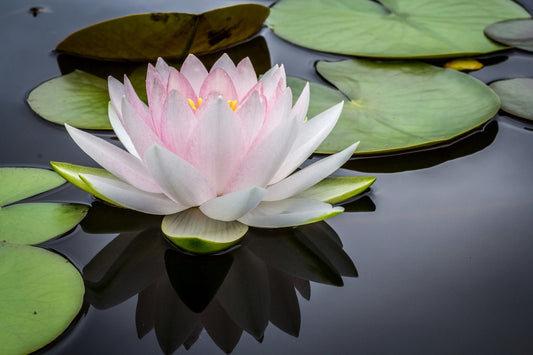 Lotusbloem als symbool voor spirituele groei en bewustzijn
