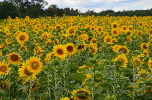 Veld met zonnebloemen als symbool voor hoop en levensvreugde